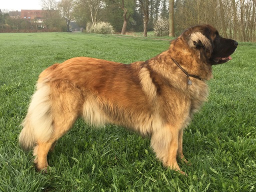 Abby von Kolonie Holstein